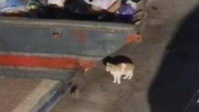 В Бней-Браке начинают войну с крысами: даже коты в страхе