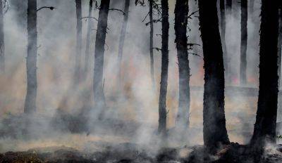 Лесные пожары в Вентспилсе у нефтебазы: задержан подозреваемый