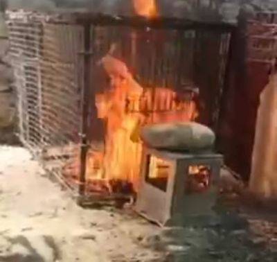 Страшное видео. Живодеры в Ферганской области облили кошку бензином и подожгли. Они отделались штрафом