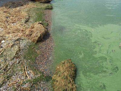 На Черном море зацвели опасные водоросли | Новости Одессы