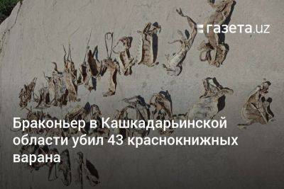 Браконьер в Кашкадарьинской области убил 43 краснокнижных варана