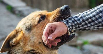 От погоды собачей. Ученые выяснили, когда собаки чаще кусают людей - focus.ua - США - Украина