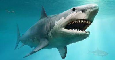 Древняя гигантская акула. Может ли мегалодон до сих пор жить на Земле: ученые дали ответ