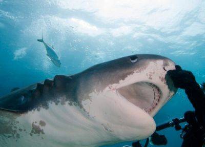 «Шансы человека равны нулю»: эксперты рассказали, как уберечься от акул в Красном море