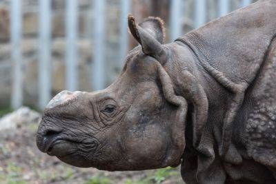 Стали известны печальные последствия срезания рогов у носорогов