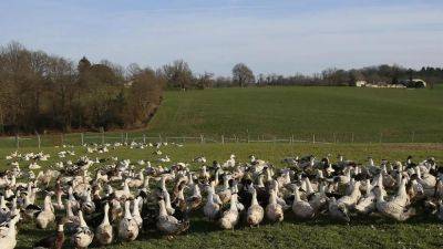 Птичий грипп: угрожает ли Европе новая эпидемия?