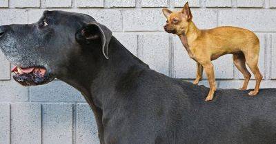 Гиганты собачьего мира: какие породы собак являются самыми большими на Земле (фото)