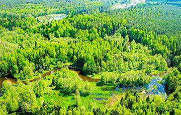 На большей части Беларуси ввели запреты и ограничения на посещение лесов
