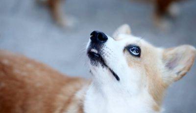 Ветеринары призывают ужесточить наказания для недобросовестных продавцов животных. Штрафовать следует и покупателей