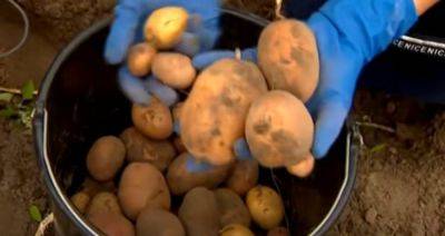 Цены на картофель в Украине: сколько нужно заплатить за килограмм в июне - politeka.net - Украина - Швеция