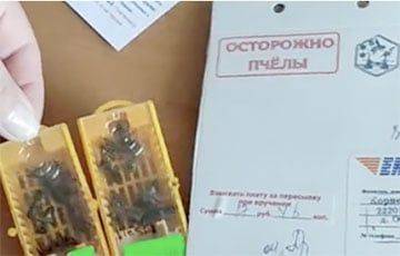 Белоруске по почте прислали пчел