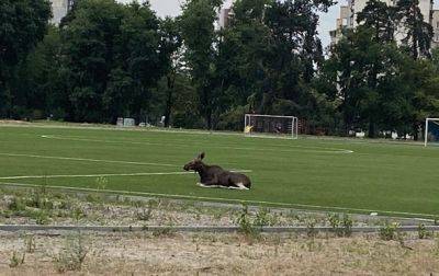 В Киеве в парке заметили лося