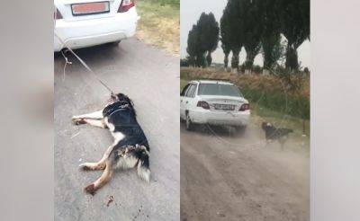 Очередной живодер привязал собаку к автомобилю и тащил ее по трассе. Видео