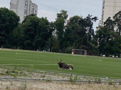 Лось в Киеве в Парке партизанской славы - киевляне вызвали ветеринара для животных - видео