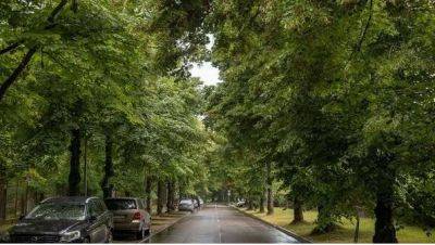 В Вильнюсе будут выписывать миллионные штрафы за срубленные деревья
