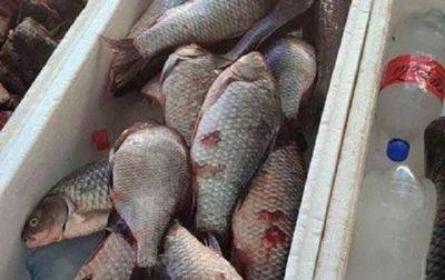 В Одессе начались проверки рыбы на рынках - korrespondent.net - Украина - Одесса - Днепропетровская обл. - Одесская обл.