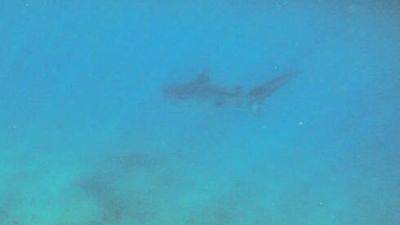 Видео: недалеко от пляжей Эйлата заметили акулу-убйицу