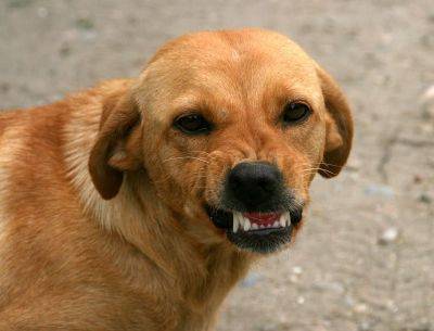 В Рамешках у домашней собаки обнаружили бешенство