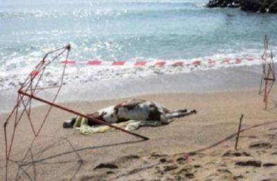 На пляж в Болгарии занесло мертвых коров: власти уверяют, что нет данных о загрязнении местных вод Черного моря