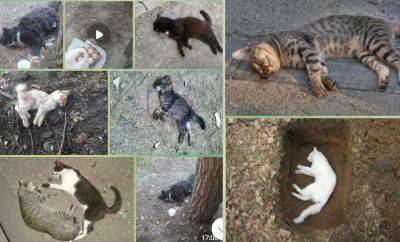 В хокимияте Яшнабадского района назвали фейком информацию о массовой потраве кошек и трупах животных, валяющихся во дворах