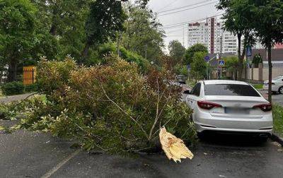 В Киеве из-за падения деревьев затруднено движение на двух улицах - korrespondent.net - Украина - Киев