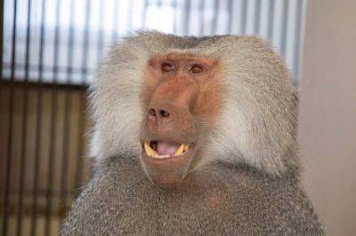 Ташкентский зоопарк пополнился обезьянами с "серебряными плащами". Фото и Видео