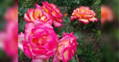 Подкармливайте таким удобрением каждые две недели: что делать, чтобы розы постоянно радовали цветением