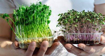 Ли Он - Микрозелень на подоконнике: как вырастить полезный и питательный продукт. Действительно ли он полезен? - cxid.info