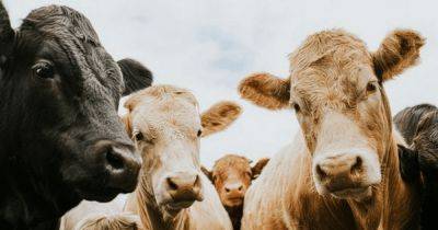 Пострадали от копыт: "резвые" коровы убивают людей в рекордном количестве