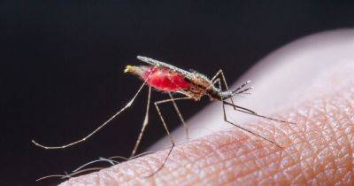 Секретные технологии США: в РФ заявили об атаках малярийных комаров в Украине (видео)
