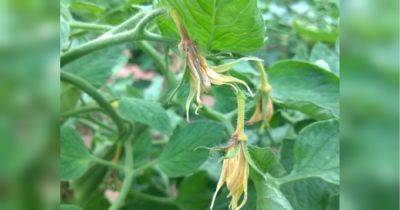 Спасайте урожай срочно: четыре причины, по которым осыпаются цветы томатов