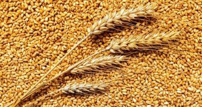 МИД РФ: время «Ч» для зерновой сделки настанет 18 июля