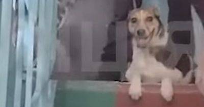 Трое суток без еды и воды: в Киеве патрульные спасли брошенную собаку (видео)