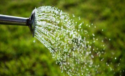 Урожай вас удивит: почему опытные дачники поливают грядки после дождя