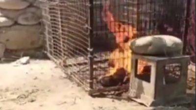 Живодеры, которые сожгли кошку, все-таки отправятся под арест. Они получили сроки от 3 до 7 суток