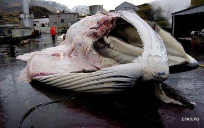В Исландии приостановили охоту на китов
