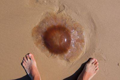 К берегам Израиля начинают подбираться медузы