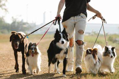 Прогулка с собакой летом в Германии может быть опасной