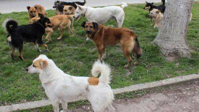 В Карелии власти собираются выпустить из приюта на улицу более 60 собак