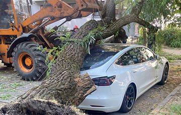 «Сосед разбудил, сказал: выходи»: во дворе Минска дерево рухнуло на Tesla