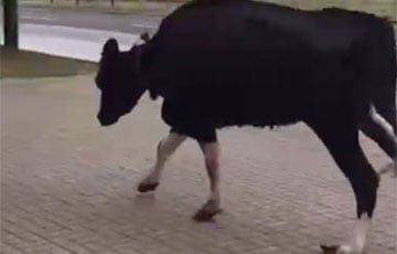 По Бобруйску бегала бесхозная корова