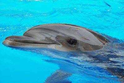На берег Хадеры выбросило труп дельфиненка, погибшего в рыбацких сетях