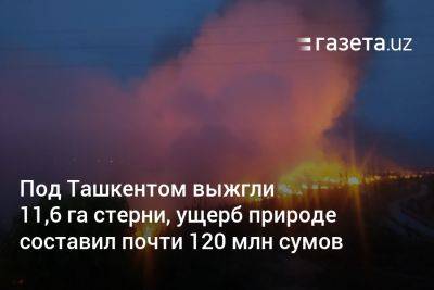 Под Ташкентом выжгли 11,6 га стерни, ущерб природе составил почти 120 млн сумов
