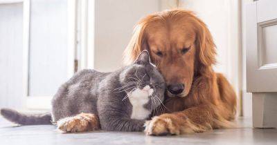 Пищевая аллергия у кошек и собак: какие возбудители и что делать