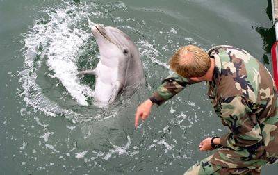 Разведка озвучила цель размещения россиянами боевых дельфинов в Севастополе