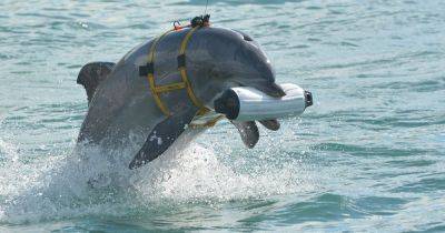 "Россия обучила животных для ряда миссий": разведка Британии о боевых дельфинах в Севастополе