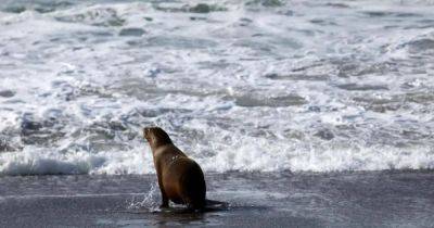 Смертельная ловушка. Нечто токсичное в океане убивает калифорнийских львов и дельфинов - focus.ua - Украина - шт. Калифорния
