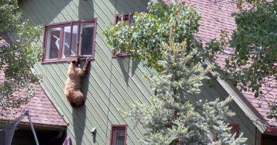 Взламывал дома: медведь украл еду и сбежал через окно (видео)