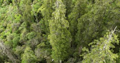 Как статуя Свободы: в самом глубоком каньоне в мире обнаружено дерево-рекордсмен (фото)