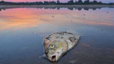 Экокризис Одера: из реки вновь выловили тонну мертвой рыбы